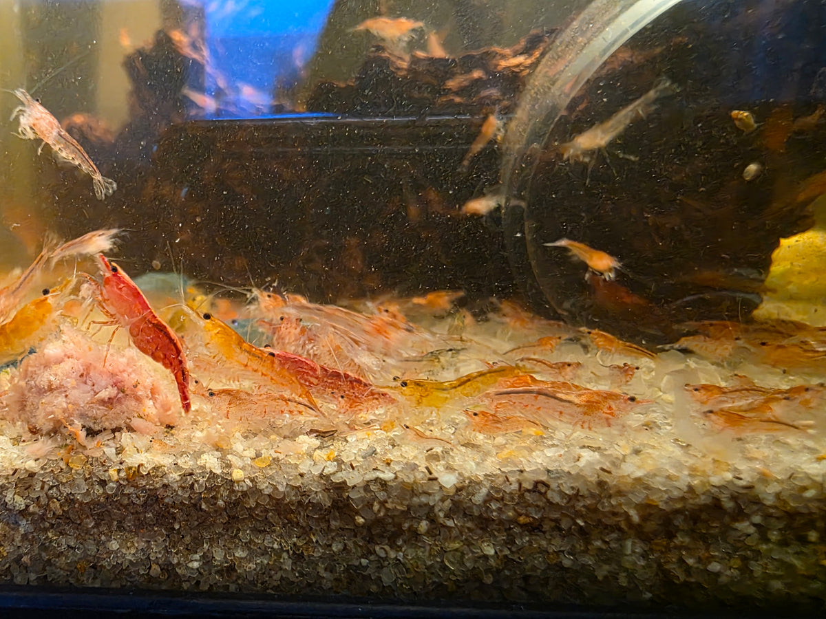Mixed Skittle Shrimp (10)