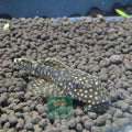 Bristlenose