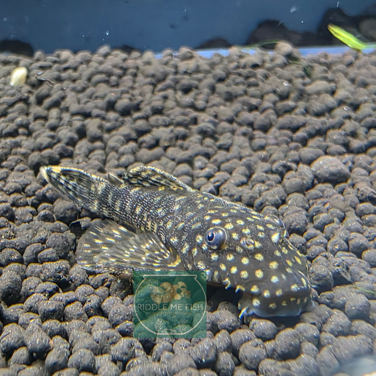 Bristlenose