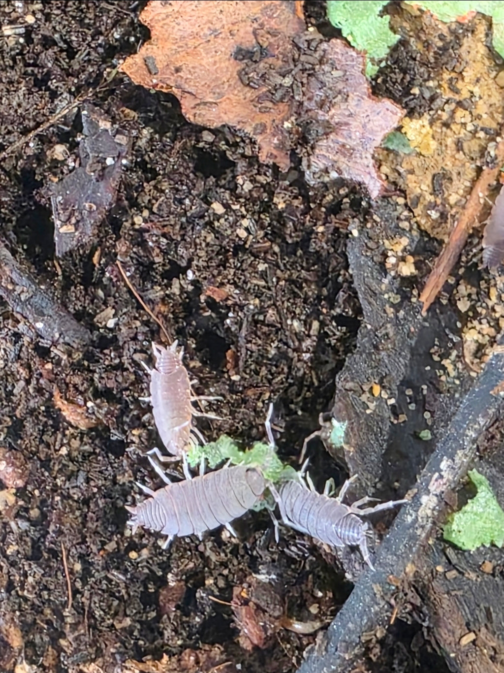 Powder blue isopods x10