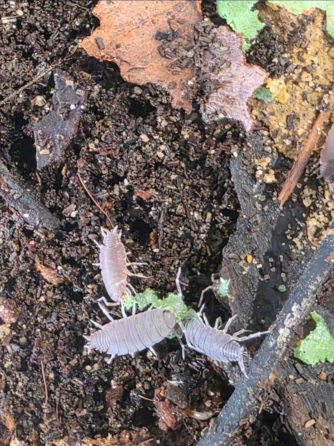 Powder blue isopods x10