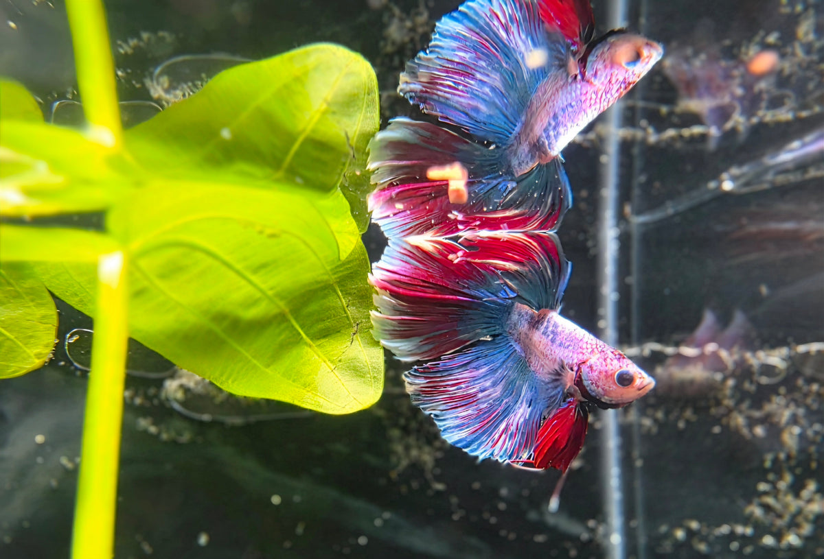 Assorted Halfmoon Betta
