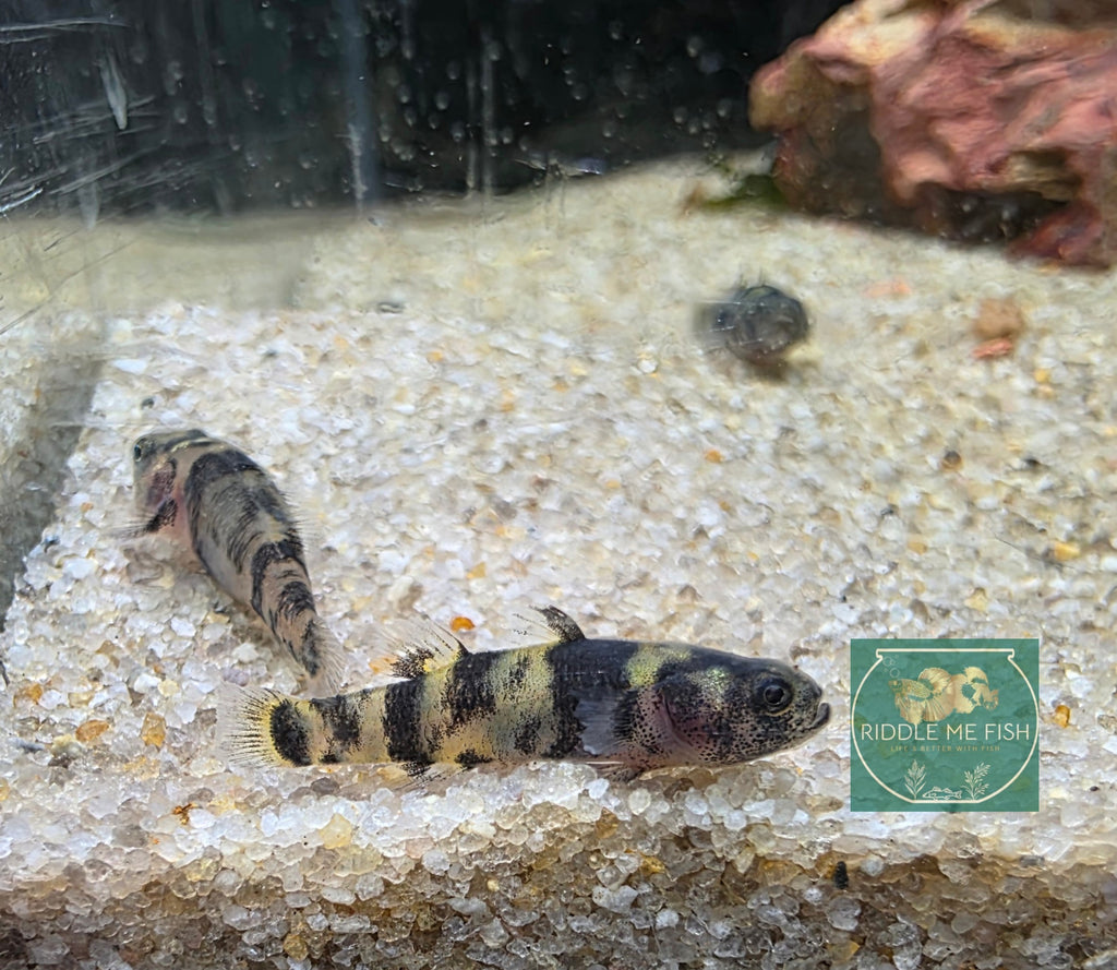 Dwarf Bumble Bee Goby