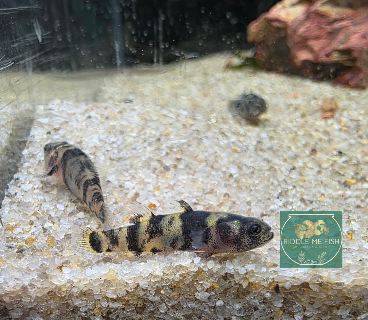 Dwarf Bumble Bee Goby