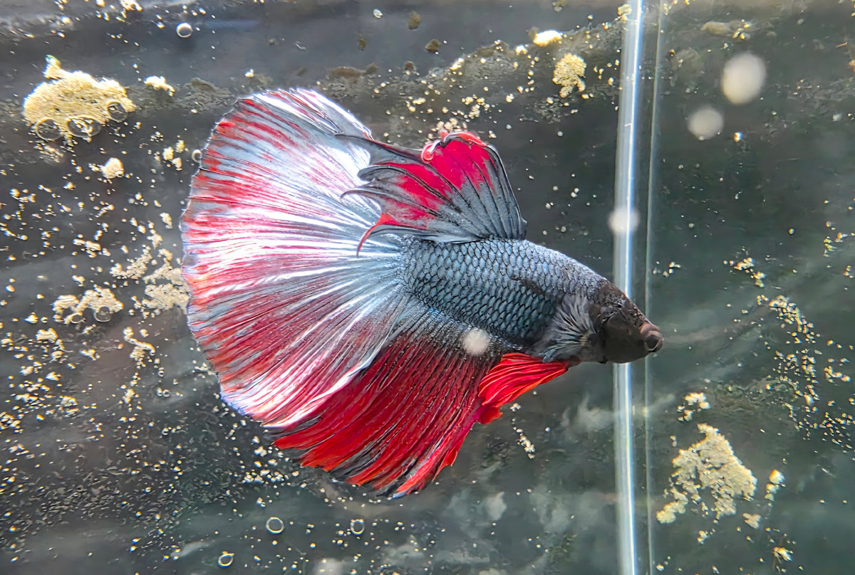 Assorted Halfmoon Betta