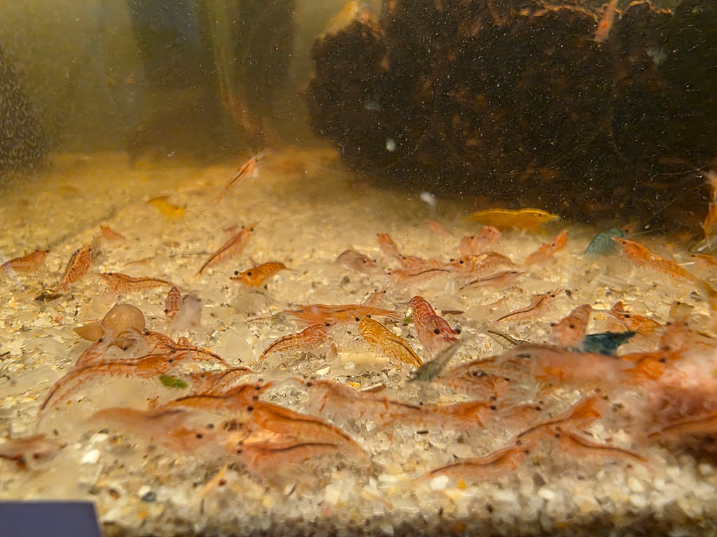 Mixed Skittle Shrimp (10)