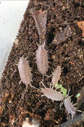 Powder blue isopods x10