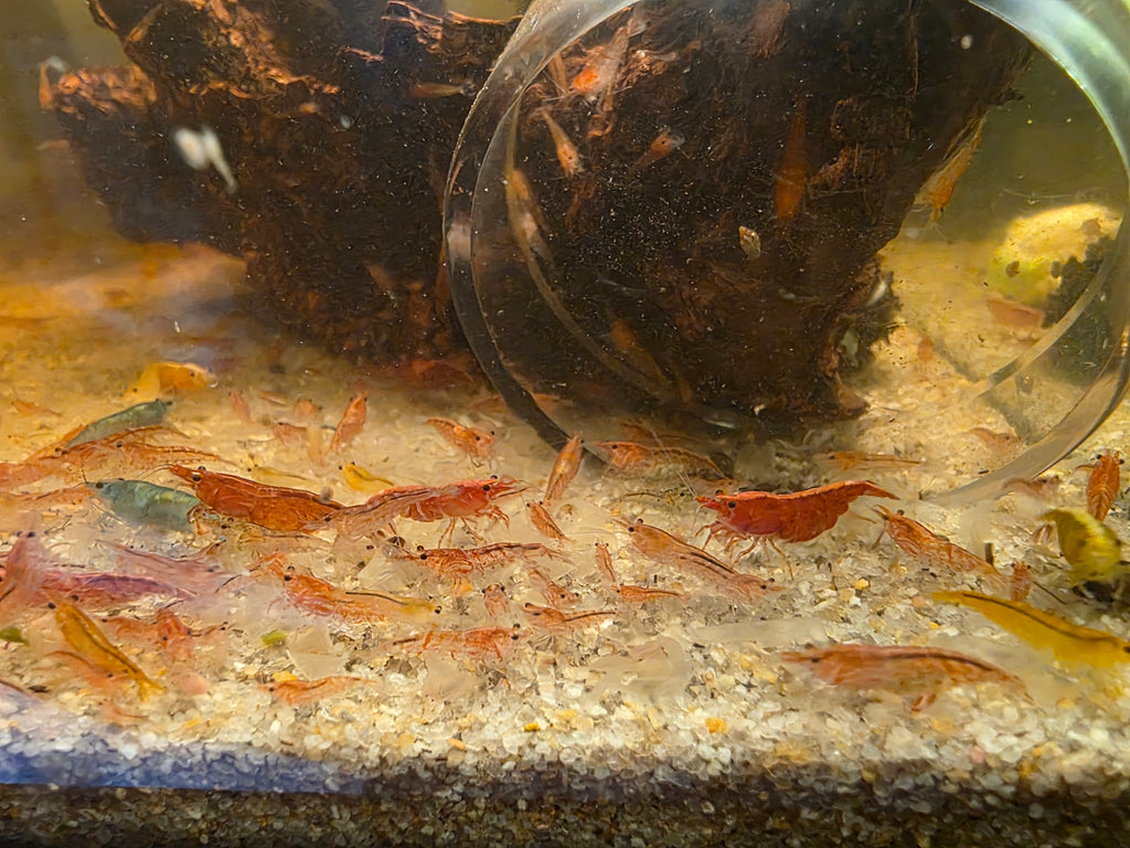 Mixed Skittle Shrimp (10)