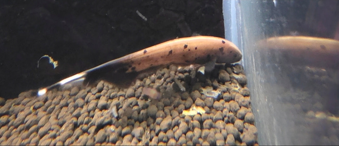 Ghost Knifefish - Marble