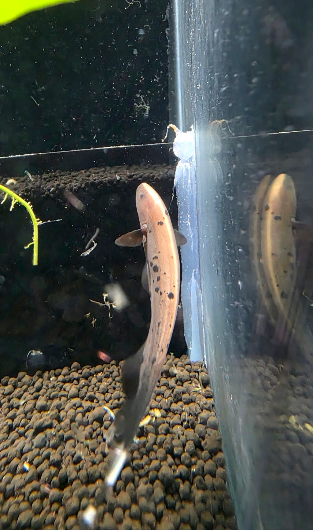 Ghost Knifefish - Marble