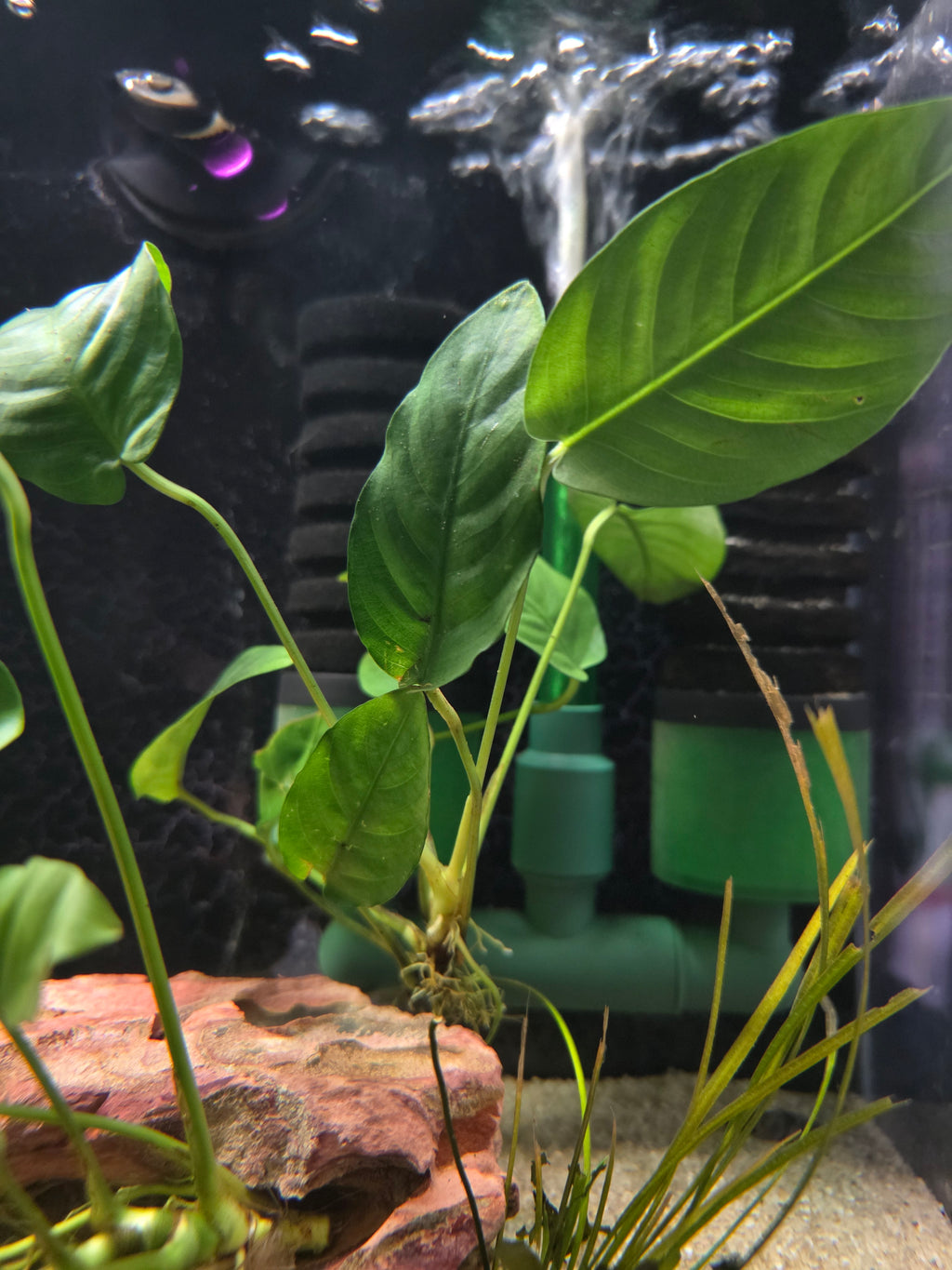 Anubias