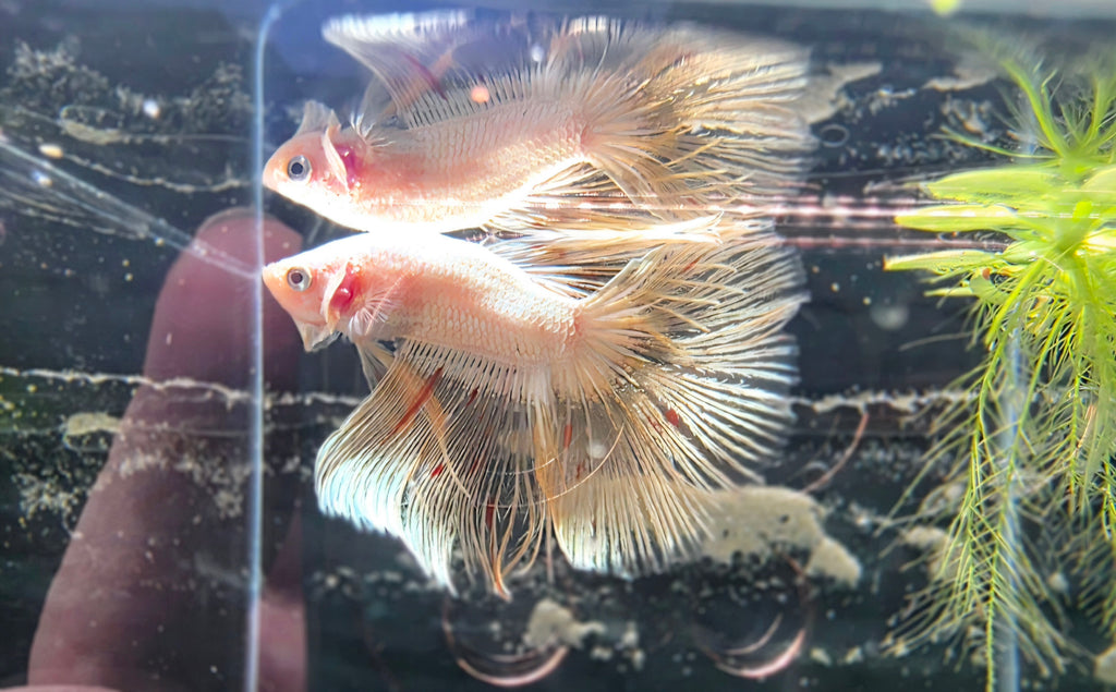 Gold Halfmoon Male