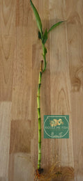 Lucky Bamboo