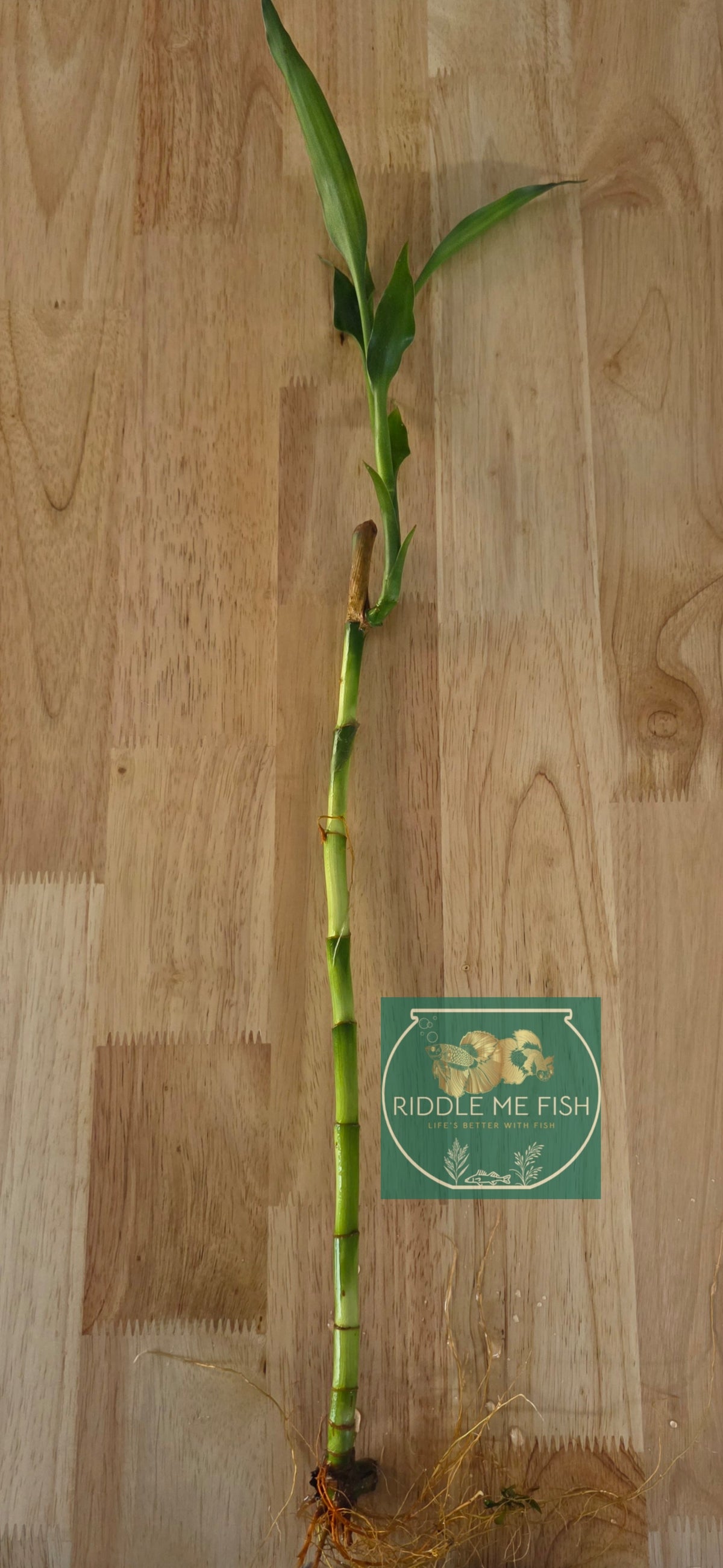 Lucky Bamboo
