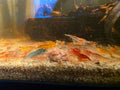 Mixed Skittle Shrimp (10)