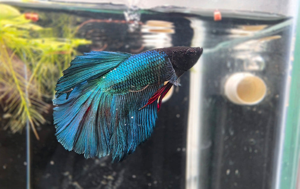 Assorted Halfmoon Betta