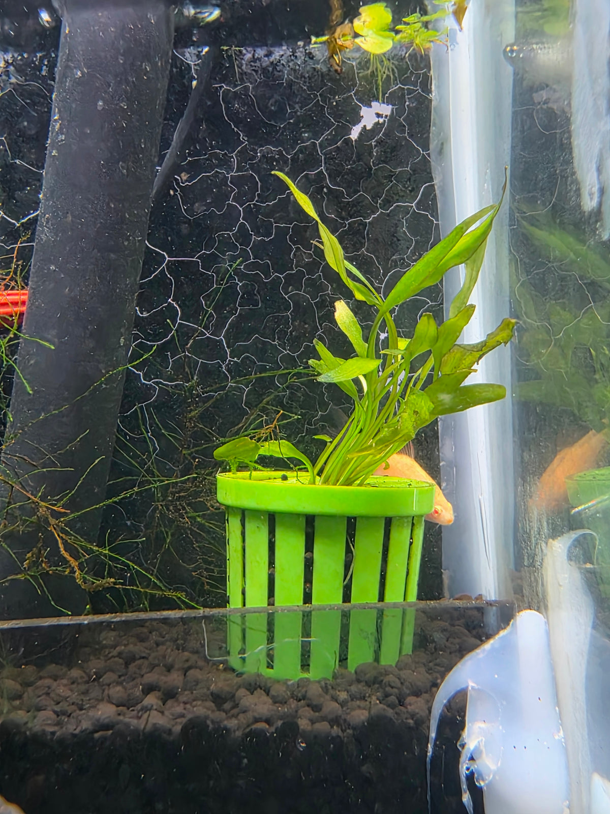 Crypts - Beckettii (Potted)