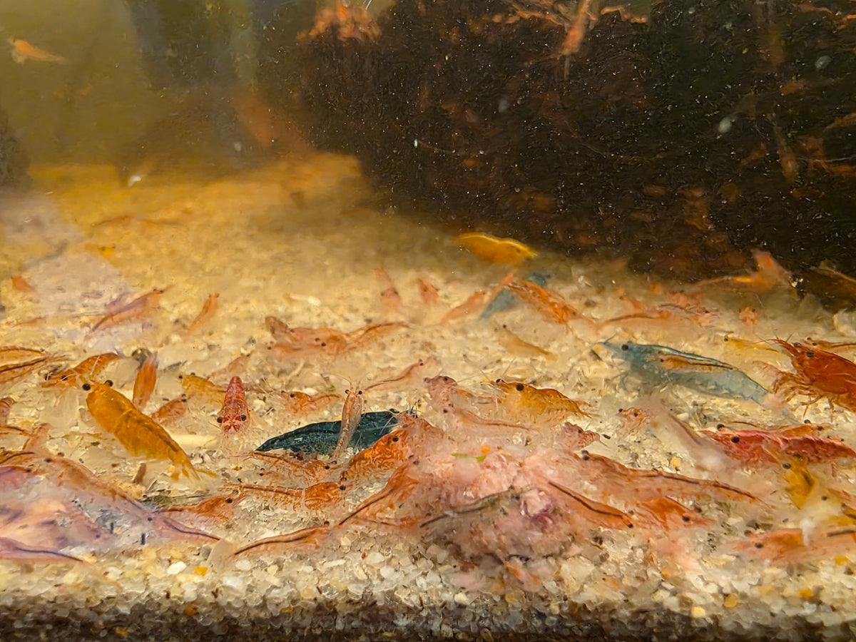 Mixed Skittle Shrimp (10)