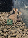 Corydoras - metae (Bandit)