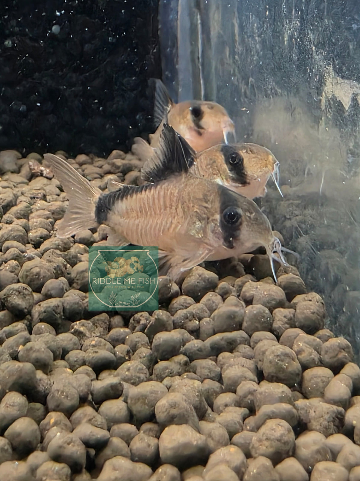 Corydoras - metae (Bandit)
