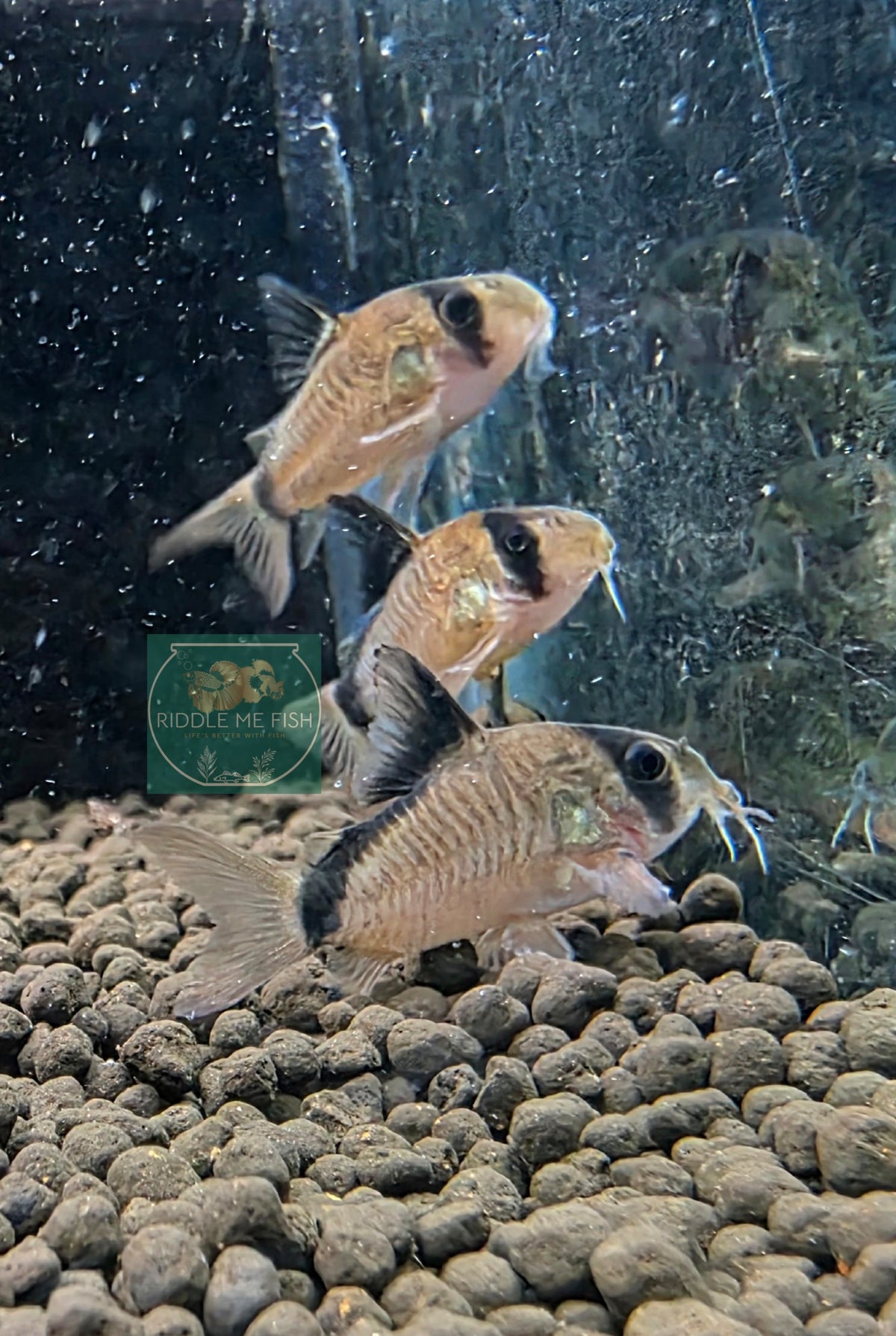 Corydoras - metae (Bandit)