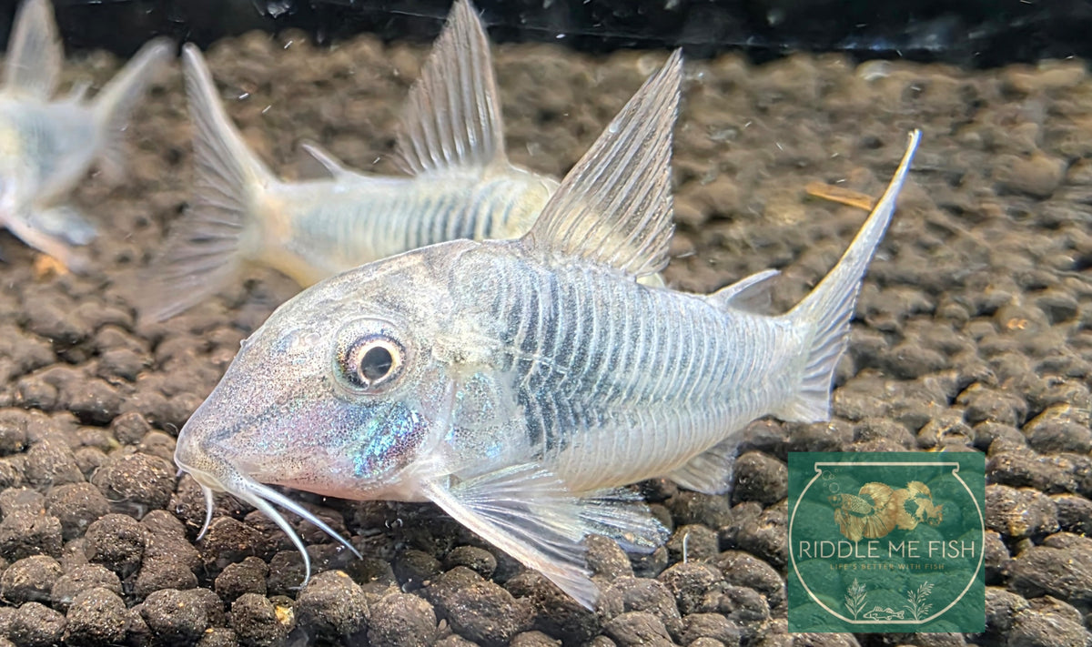 Corydoras - septentrionalis - Northern Longnose