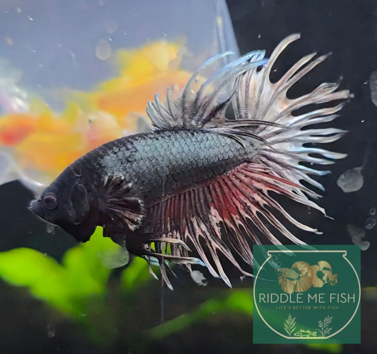 Crown Tail Betta - Male