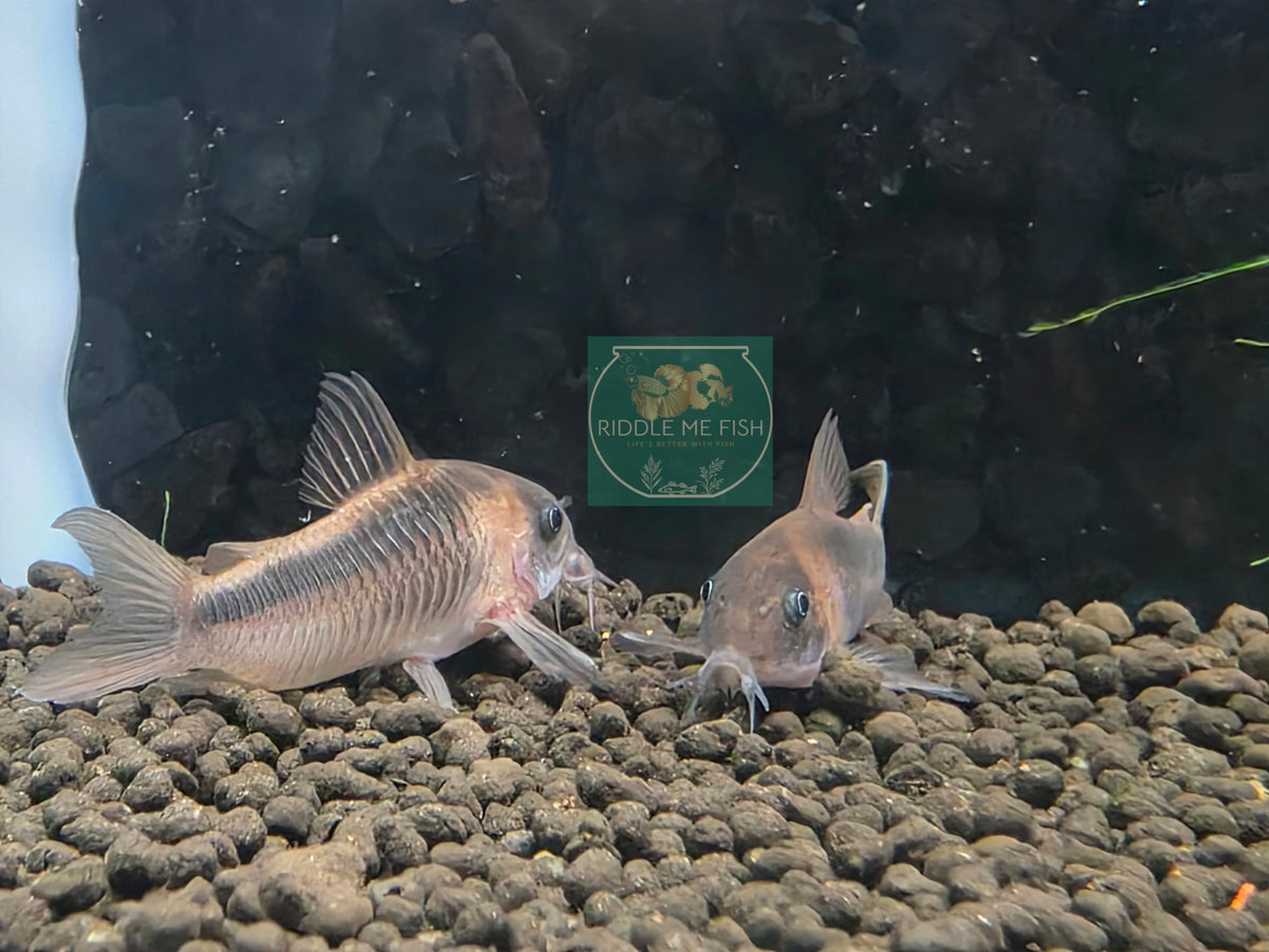 Corydoras - rabauti