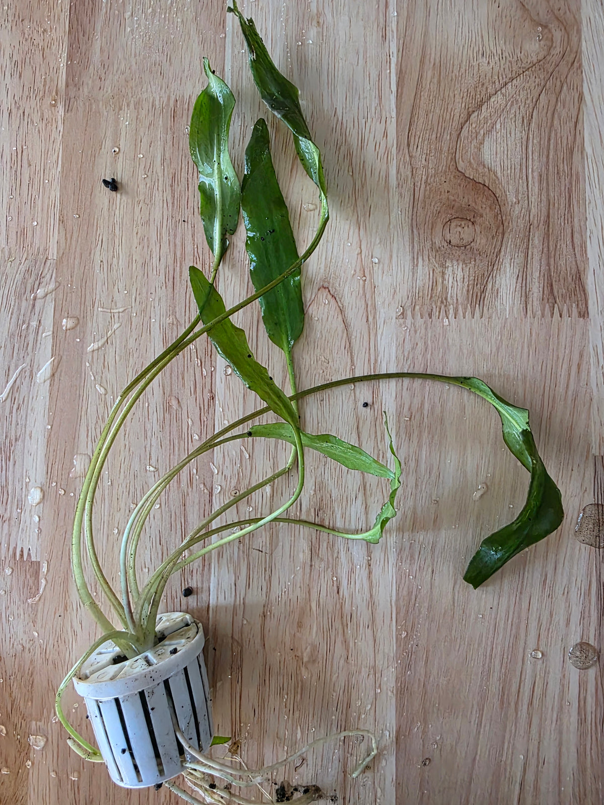 Crypt - Willisii (Potted)