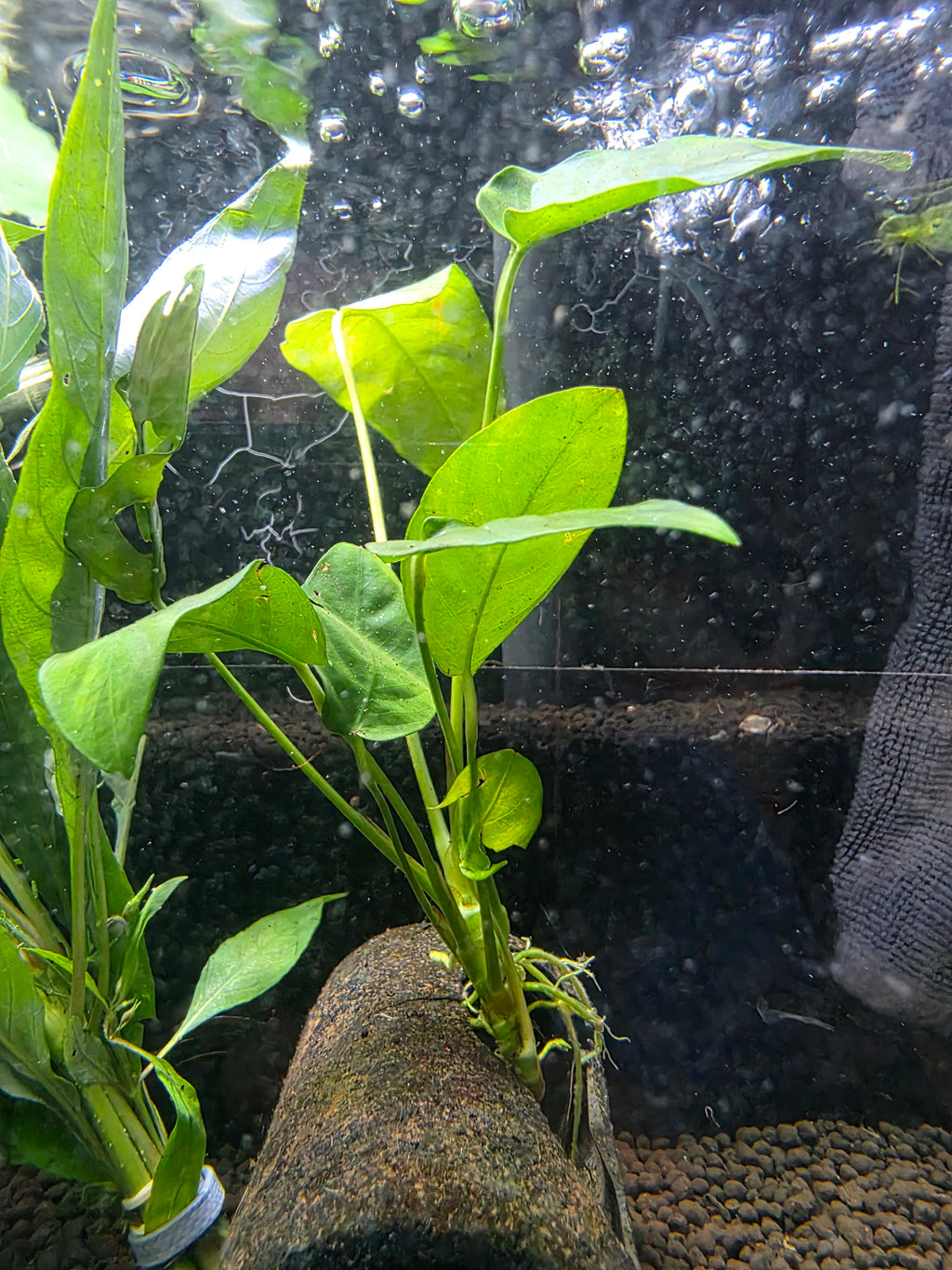 Anubias