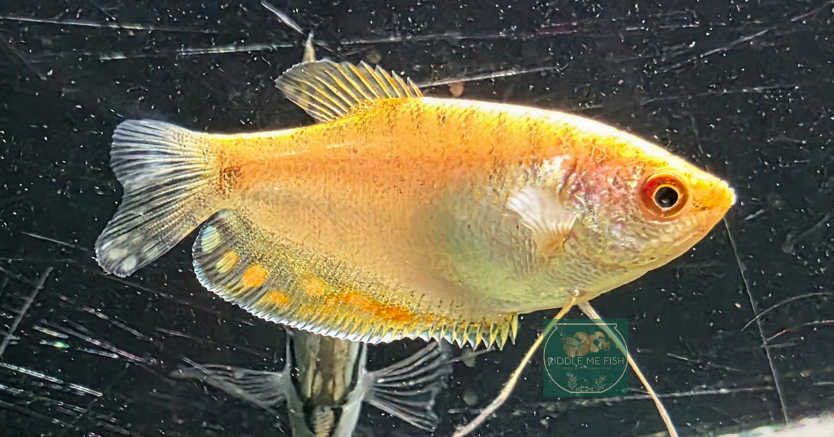 Gold Gourami