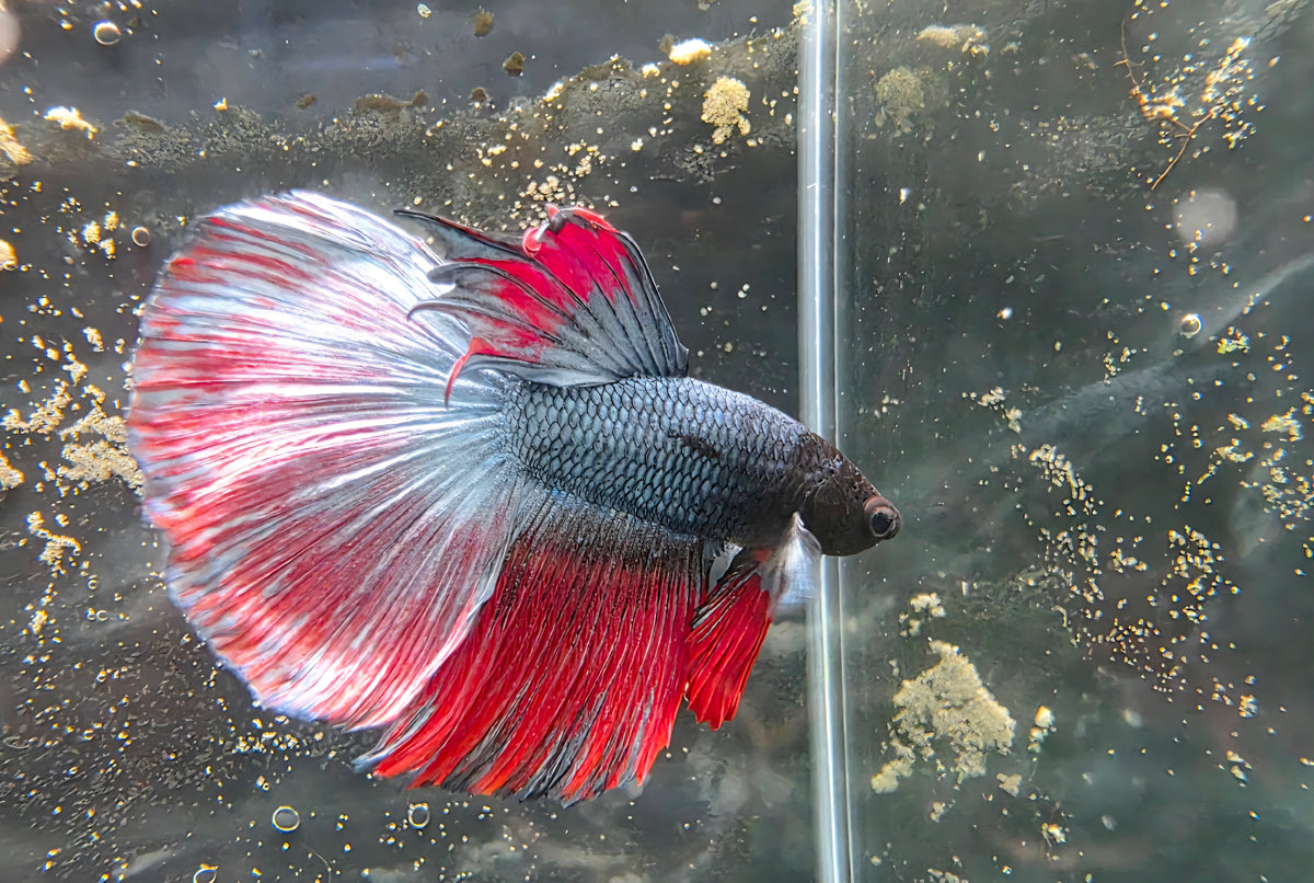 Assorted Halfmoon Betta