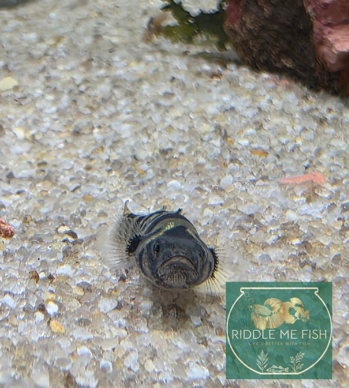 Dwarf Bumble Bee Goby