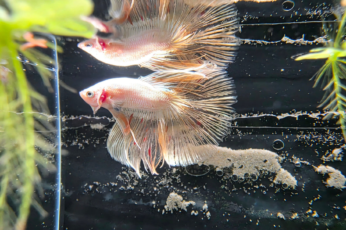 Gold Halfmoon Male